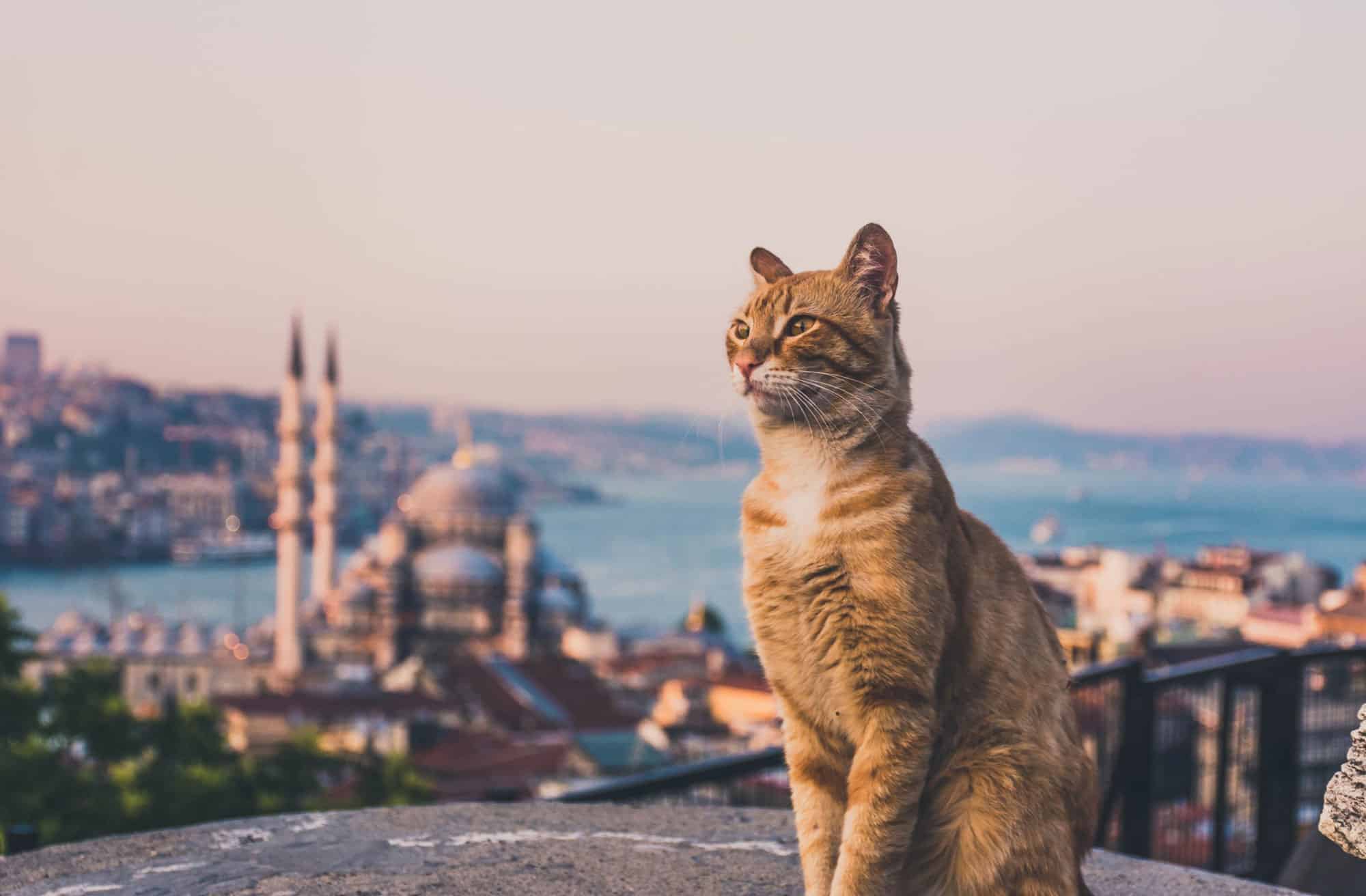 cat tour istanbul