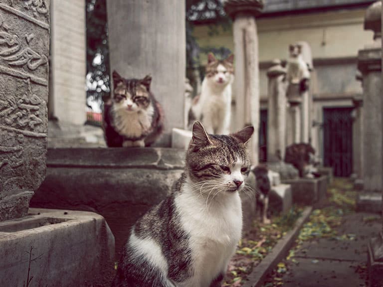 Why Are There So Many Cats in Istanbul