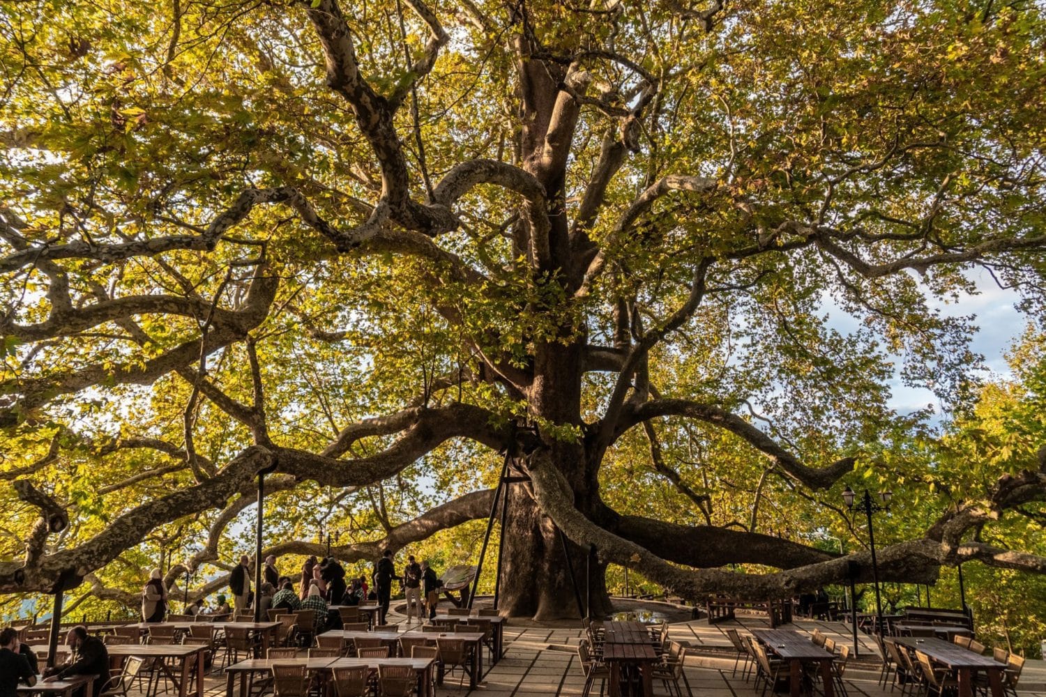 Tour Photos: Bursa Inkaya six-century-old chenar tree